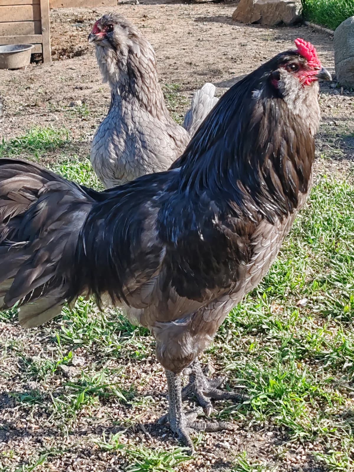 Oeufs fécondés poules Ameraucanas BBS 