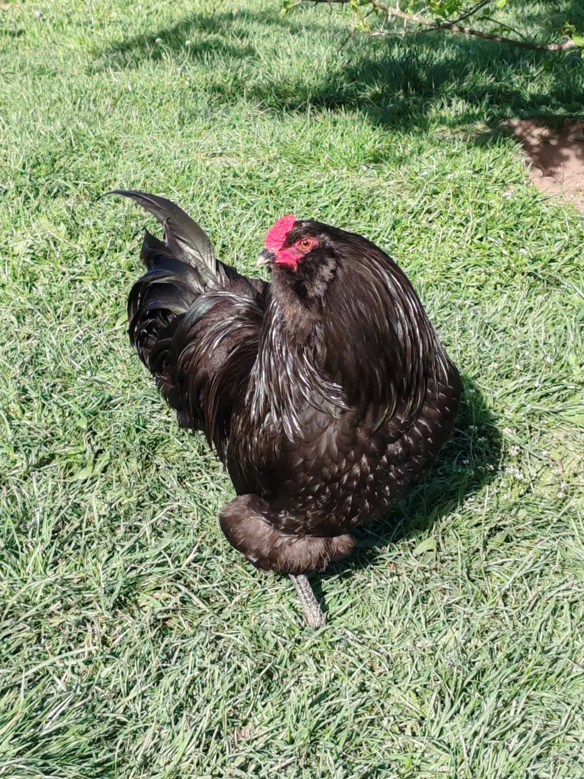 Oeufs fécondés poules Ameraucanas BBS 