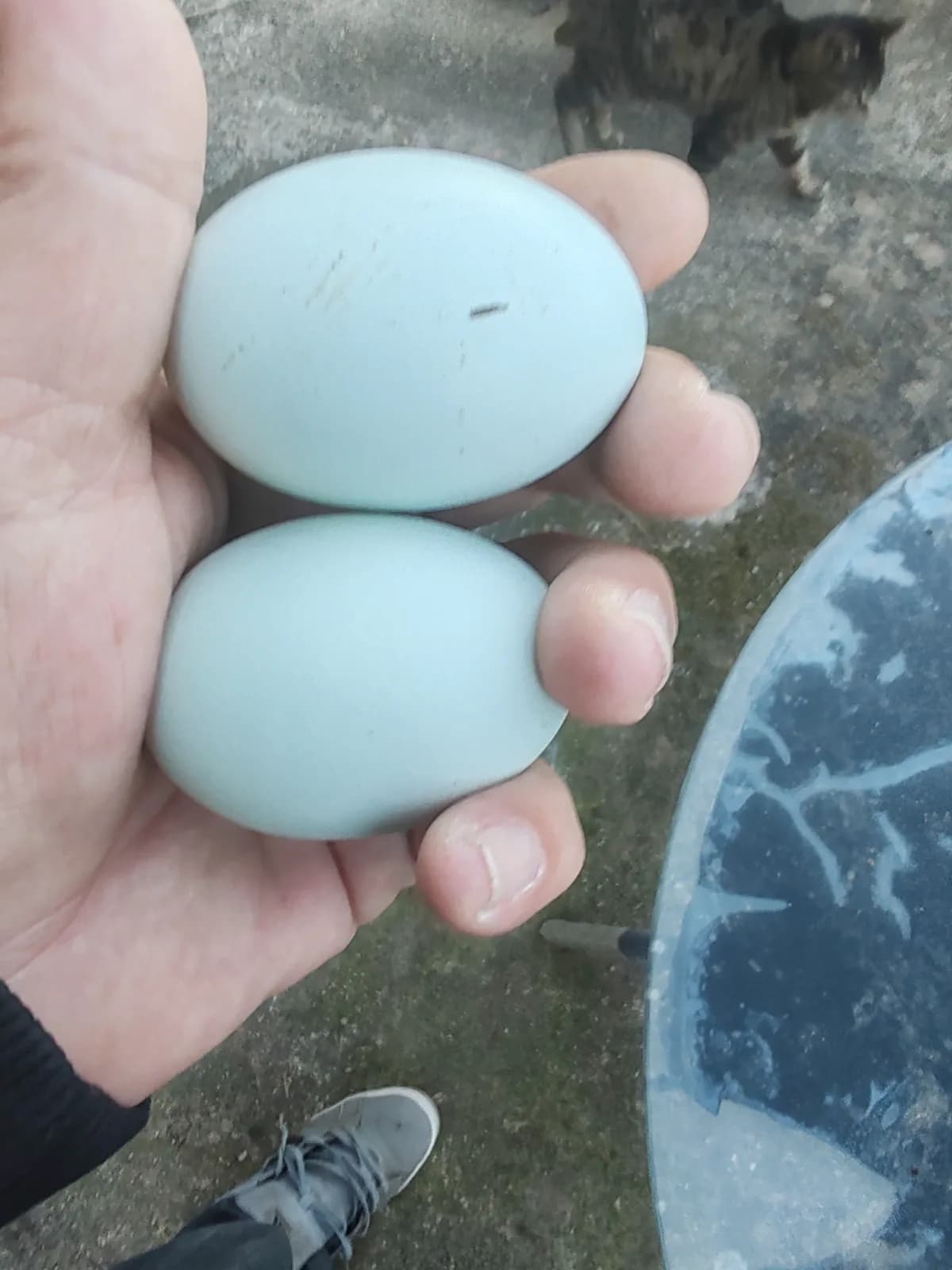 Oeufs fécondés poules Ameraucanas BBS 