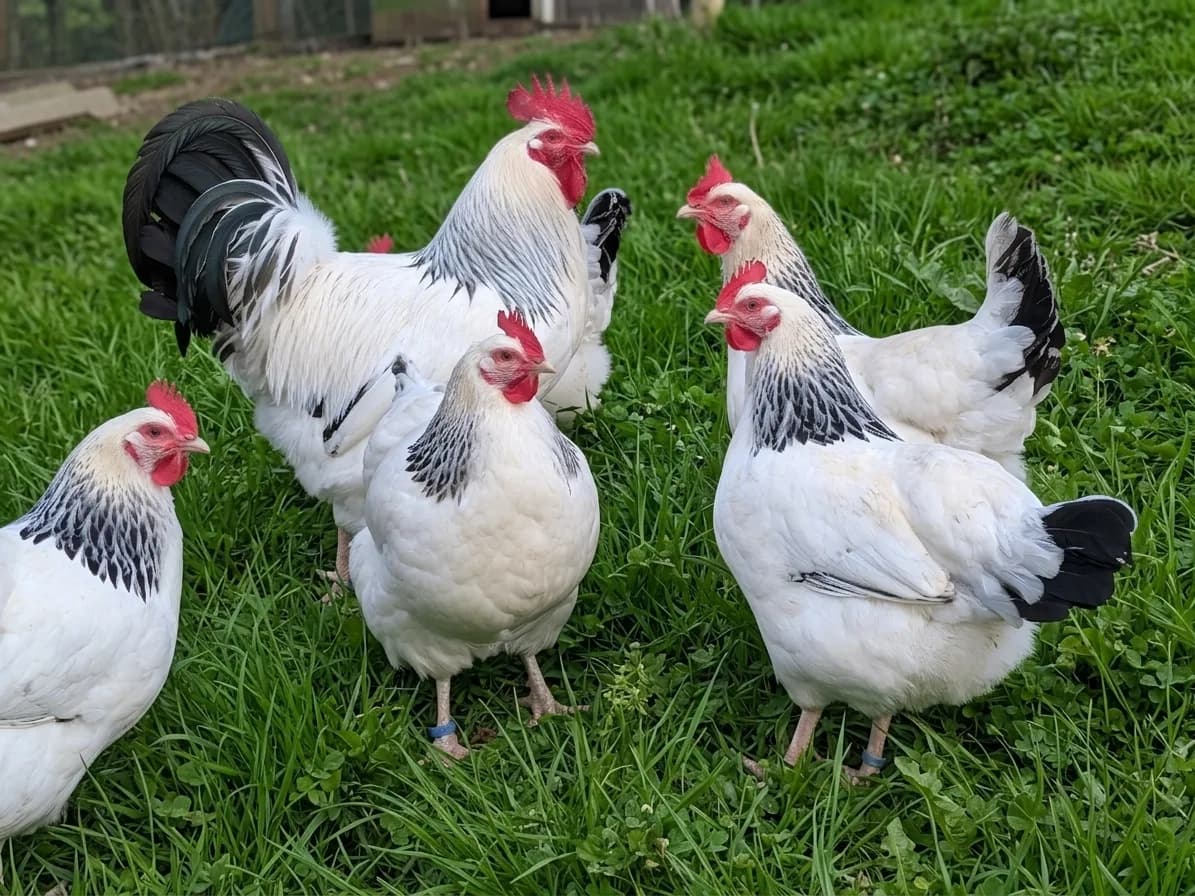 Oeufs de poule Bourbonnaise