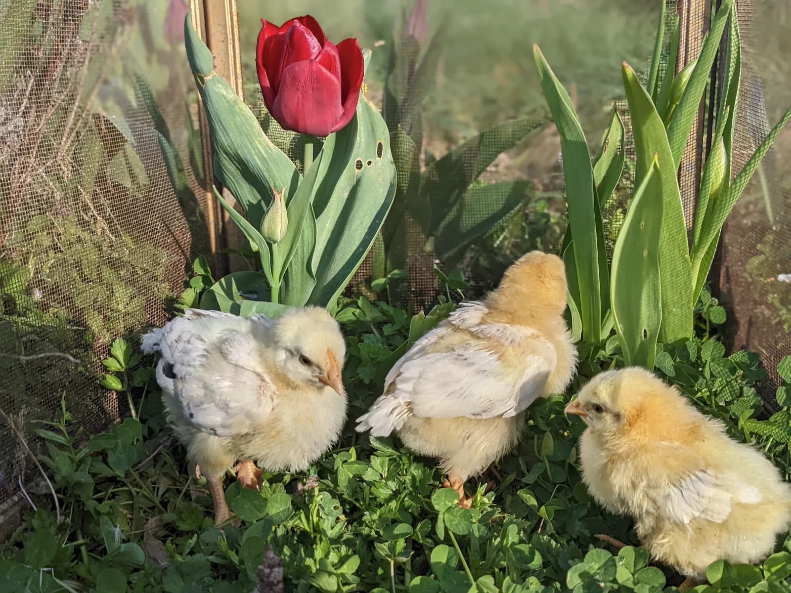 Oeufs de poule Bourbonnaise