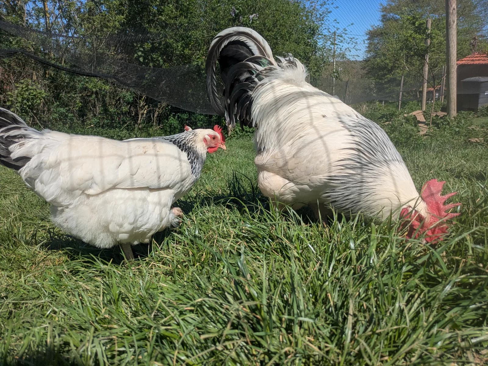 Oeufs de poule Bourbonnaise