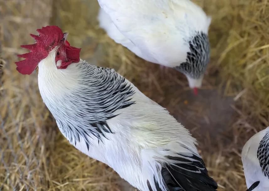 Oeufs de poule Bourbonnaise