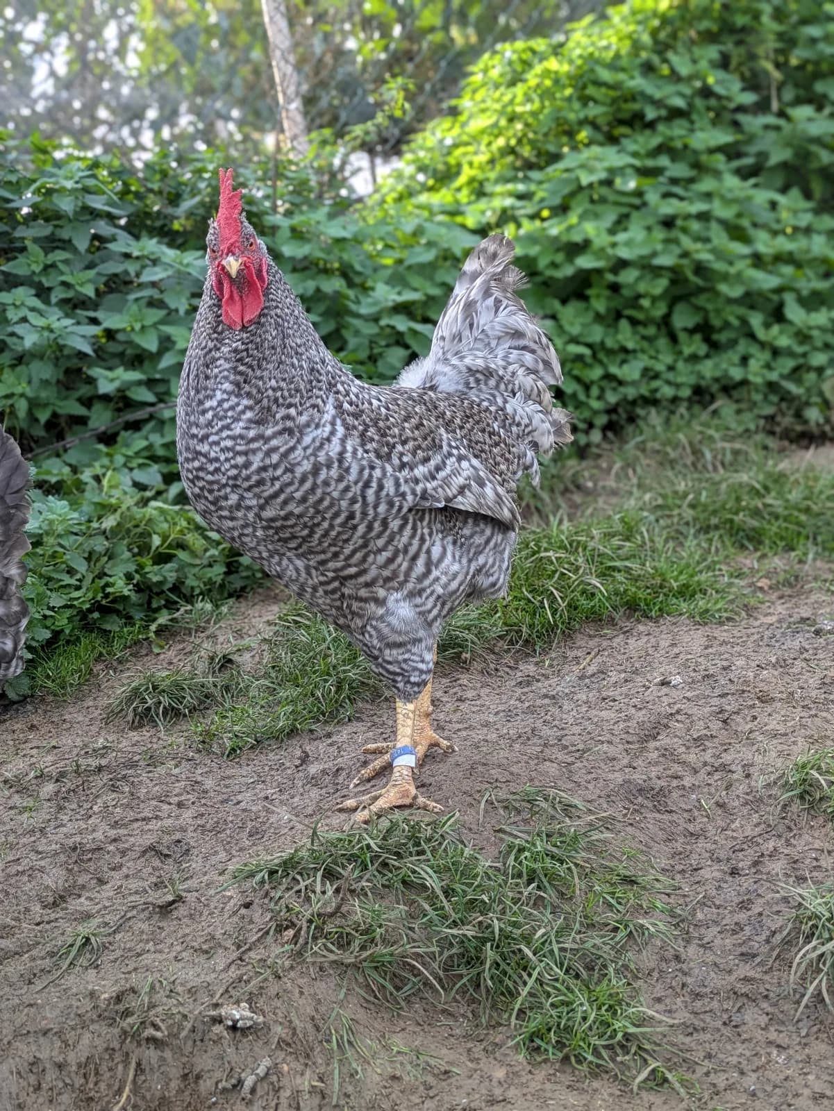 Oeufs de poule Comtoise (oeufs bleu-vert)