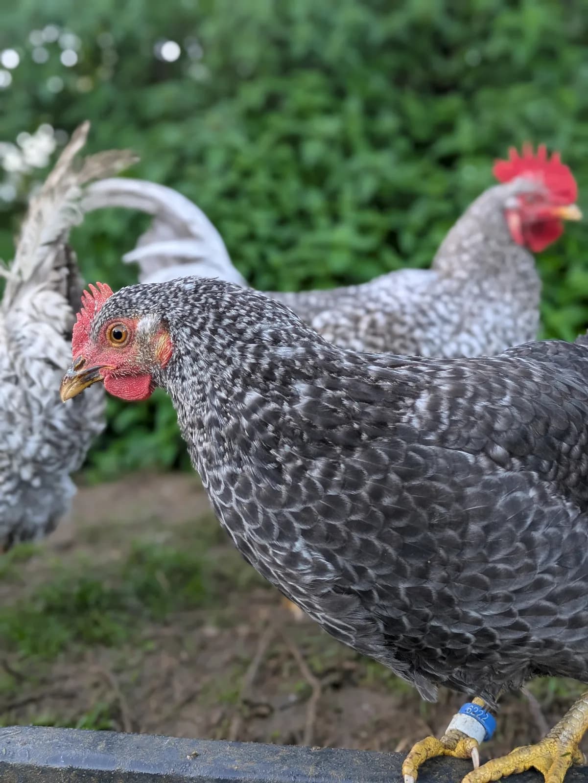 Oeufs de poule Comtoise (oeufs bleu-vert)