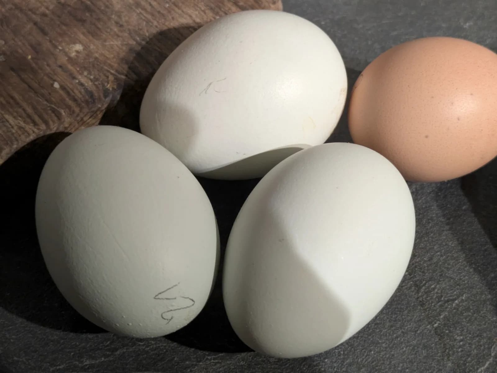 Oeufs de poule Comtoise (oeufs bleu-vert)
