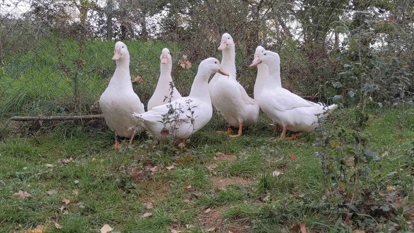 Oeufs de Cane de l'allier