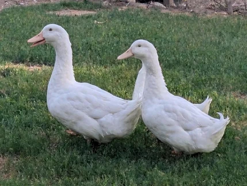 Oeufs de Cane de l'allier