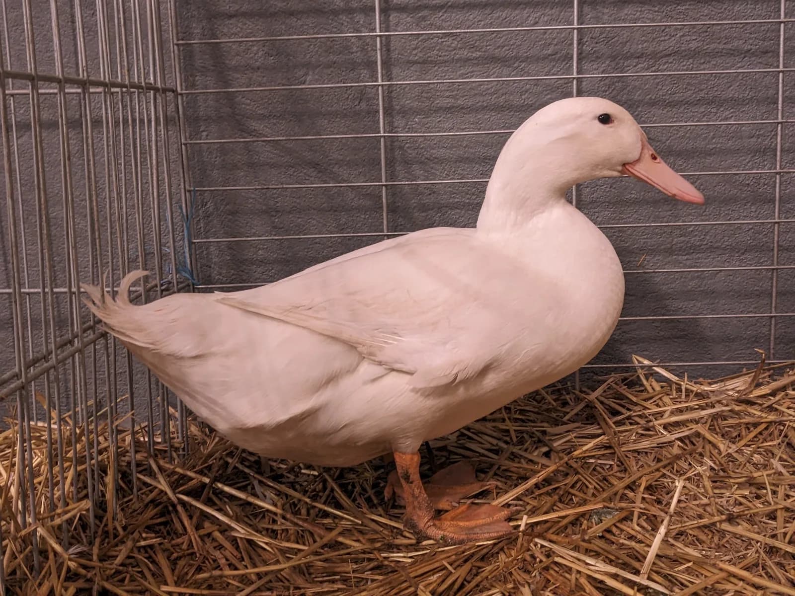 Oeufs de Cane de l'allier