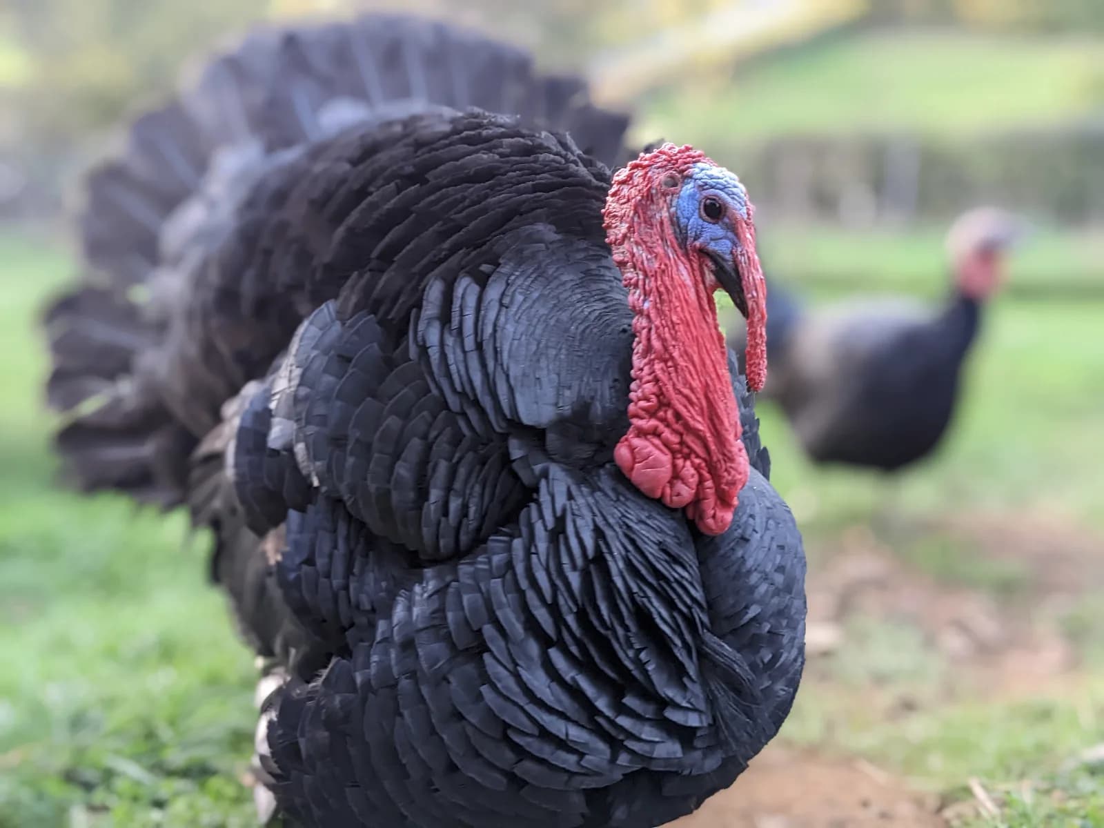 Oeufs de dinde noire du Bourbonnais