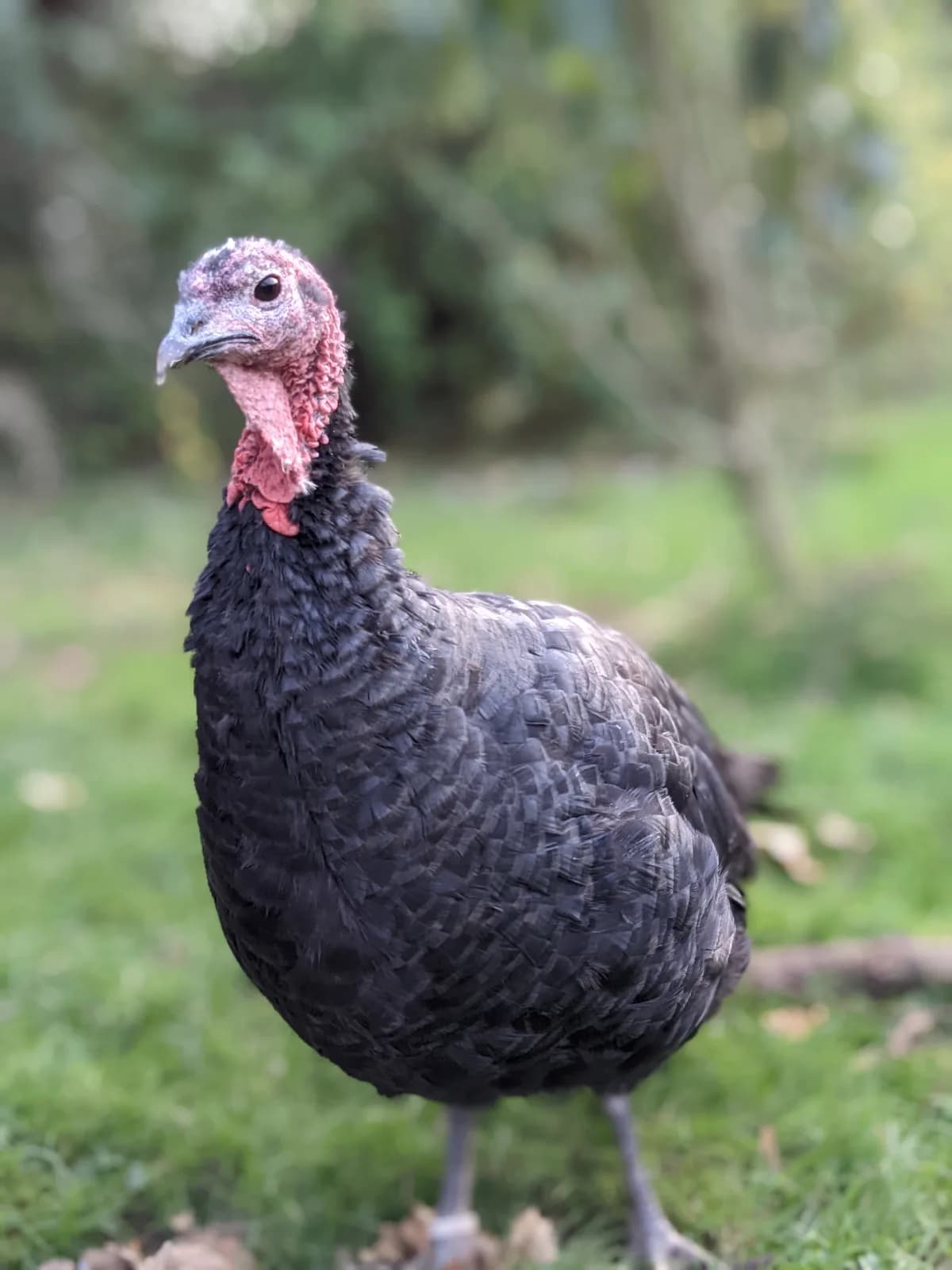 Oeufs de dinde noire du Bourbonnais