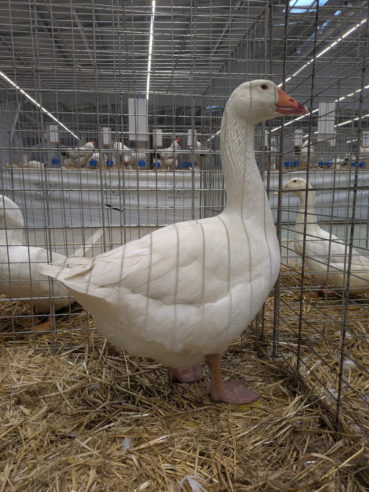 Oeufs d'oie blanche du Bourbonnais