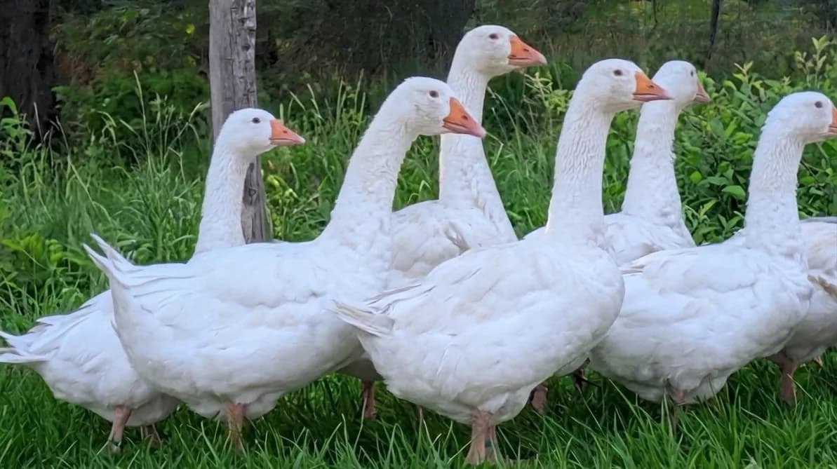 Oeufs d'oie blanche du Bourbonnais
