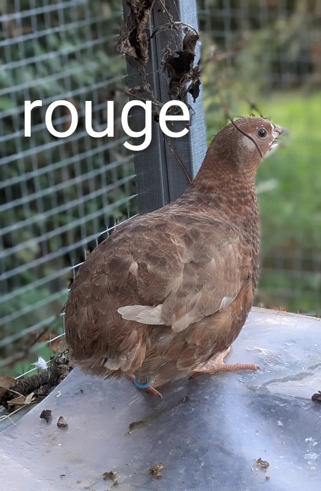 Oeufs de cailles du japon (par boite de 18) en mélange de couleur (céladon et non céladon)