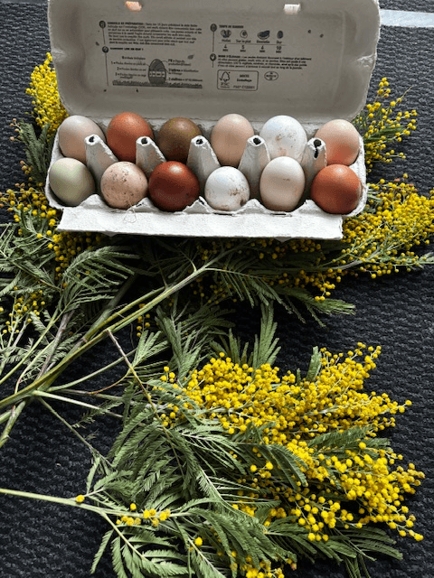 Œufs fécondés à couver. Panier coloré. Marans leghorn f1 f2 cream legbar