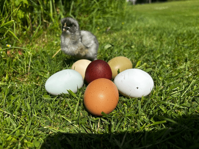 Œufs fécondés à couver. Panier coloré. Marans leghorn f1 f2 cream legbar