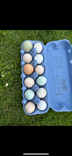 Œufs fécondés à couver. Panier coloré. Marans leghorn f1 f2 cream legbar