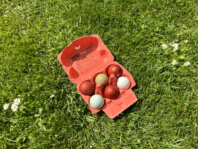 Œufs fécondés à couver. Panier coloré. Marans leghorn f1 f2 cream legbar