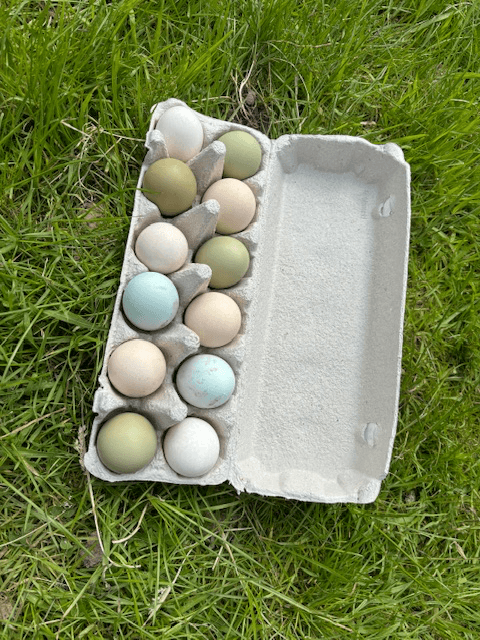 Panier d’œuf fécondés assortiment de vert bleu kaki blanc.