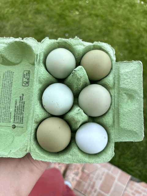 Panier d’œuf fécondés assortiment de vert bleu kaki blanc.