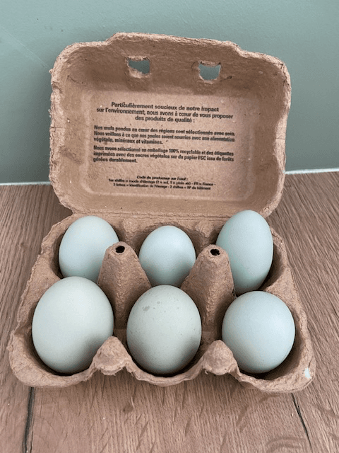 Panier d’œuf fécondés assortiment de vert bleu kaki blanc.