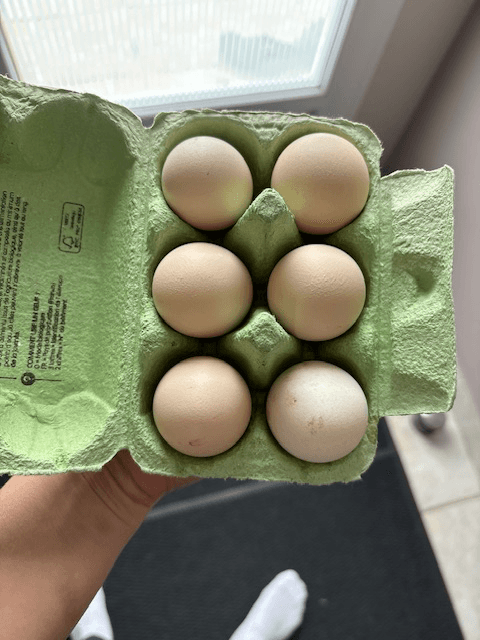 Œufs fécondés de Sussex tricolore pur œuf beige