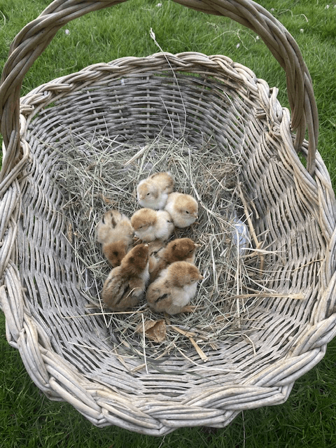 Œufs fécondés de Sussex tricolore pur œuf beige