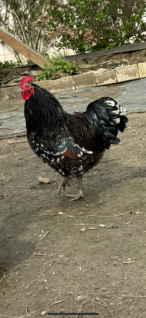 Œufs fécondés de Sussex tricolore pur œuf beige