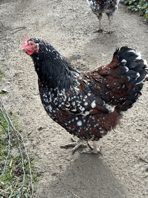 Œufs fécondés de Sussex tricolore pur œuf beige