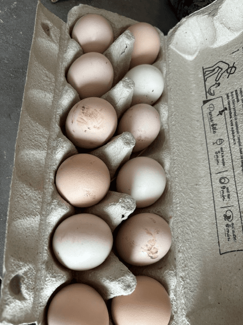 Œufs fécondés de Sussex tricolore pur œuf beige