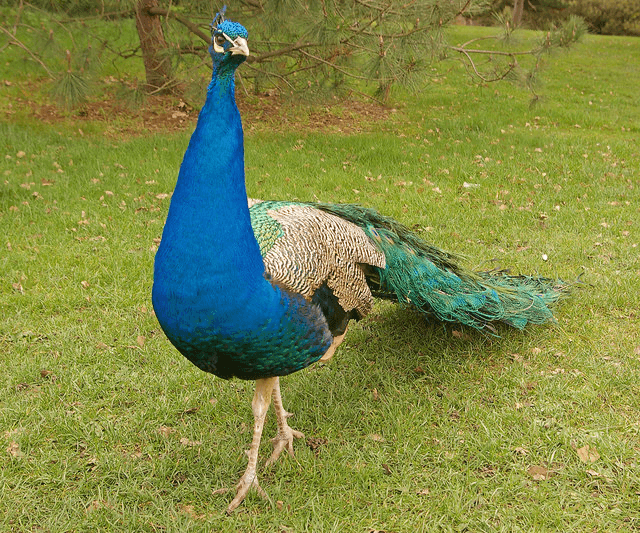 Œufs de paon bleu