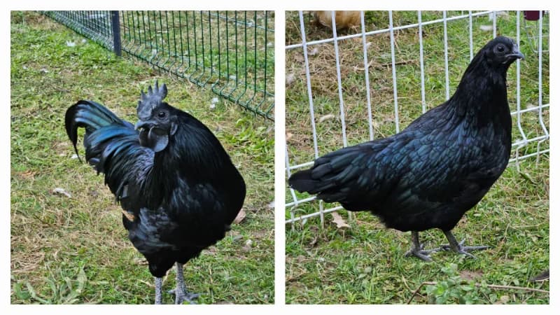 œufs ayam cemani 