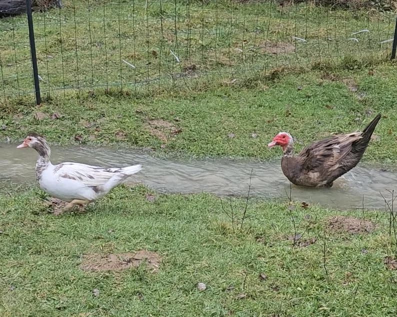 Oeufs canard barbarie 