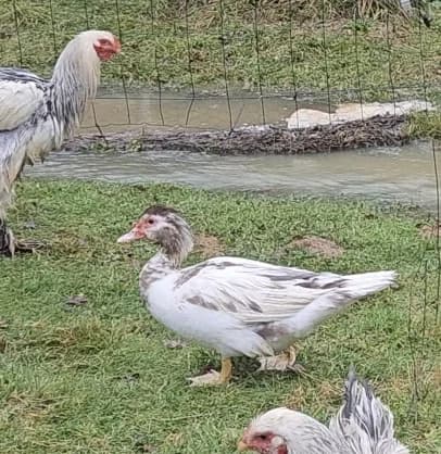 Oeufs canard barbarie 