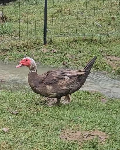 Oeufs canard barbarie 