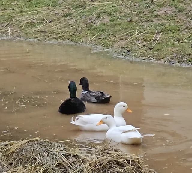 Canard mignon 