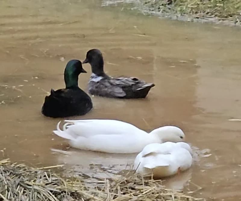 Canard mignon 