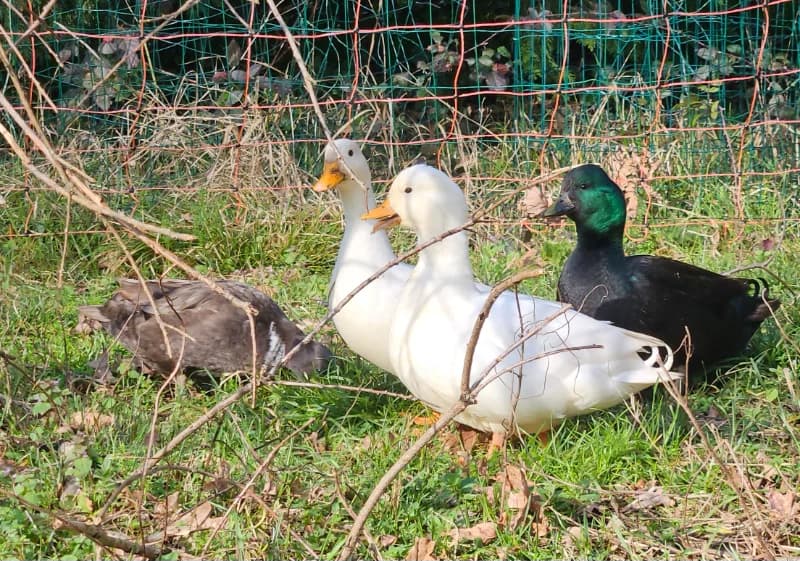 Canard mignon 