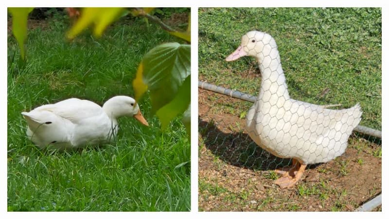 Oeufs cane pekin 