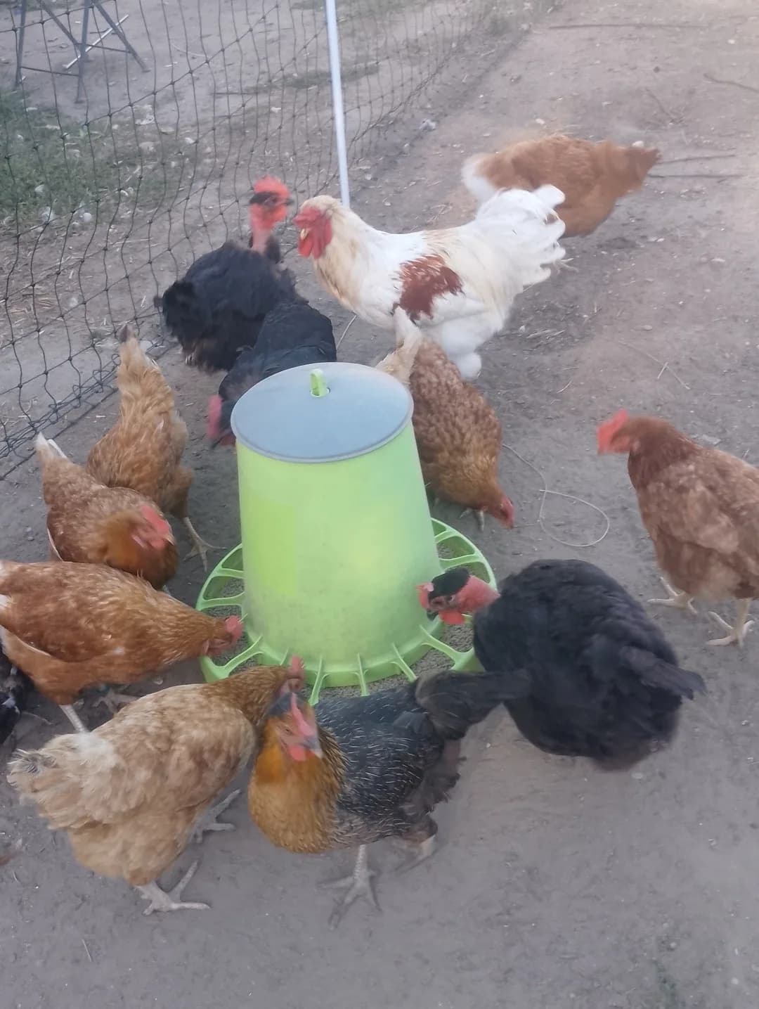 Œufs fécondés croisés — Brahma x Rousse & Cou nu noir
