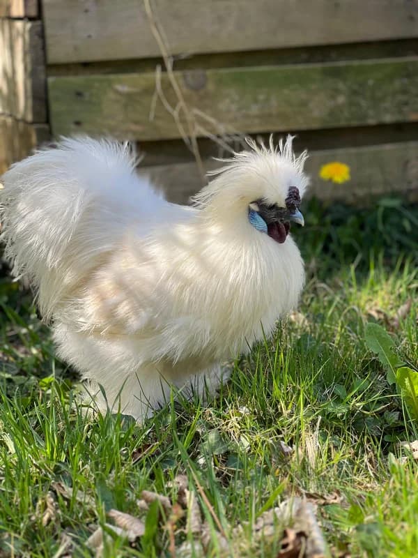 Oeufs fécondés poules soie