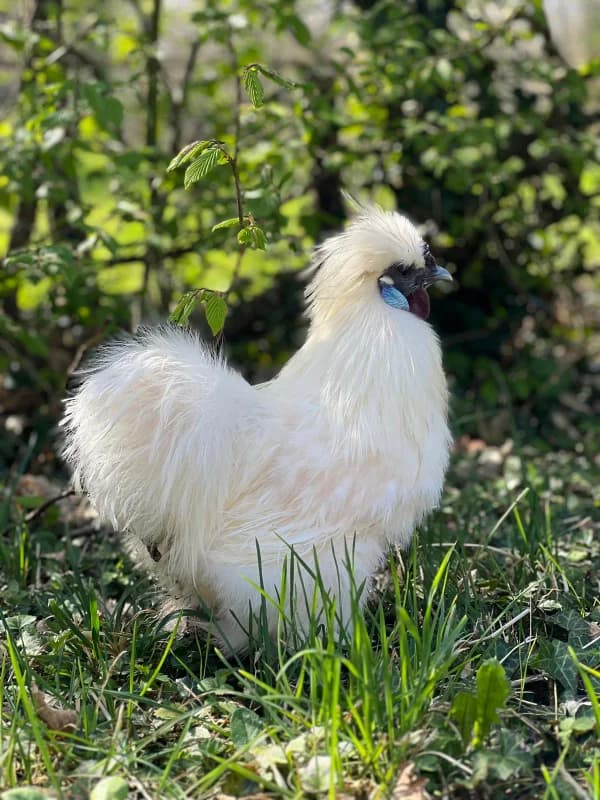 Oeufs fécondés poules soie