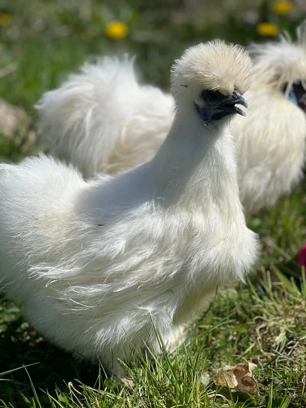 Oeufs fécondés poules soie