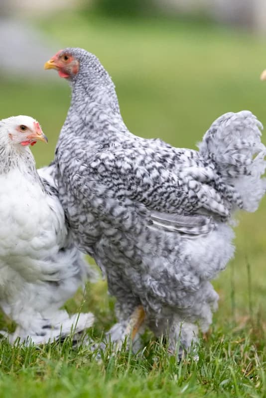 Jeune coq Brahma GR coucou