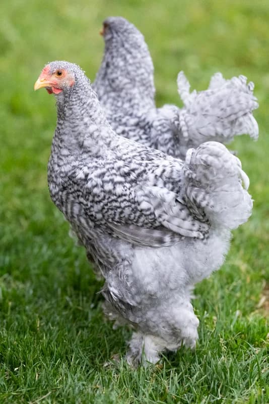 Jeune coq Brahma GR coucou