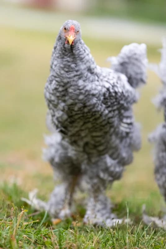 Jeune coq Brahma GR coucou