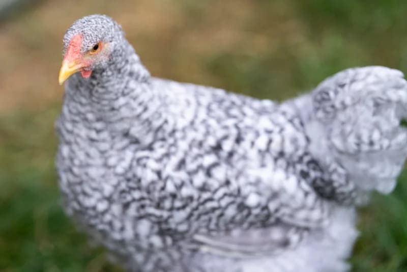 Jeune coq Brahma GR coucou