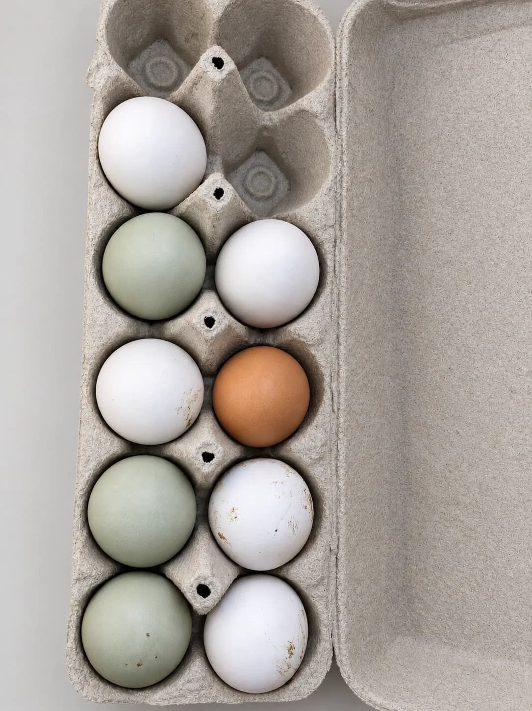 Oeufs de poules fécondés diverses couleurs (brun ,bleu ,vert etc)