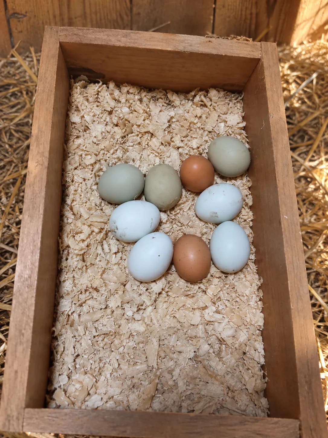 Oeufs de poules fécondés diverses couleurs (brun ,bleu ,vert etc)