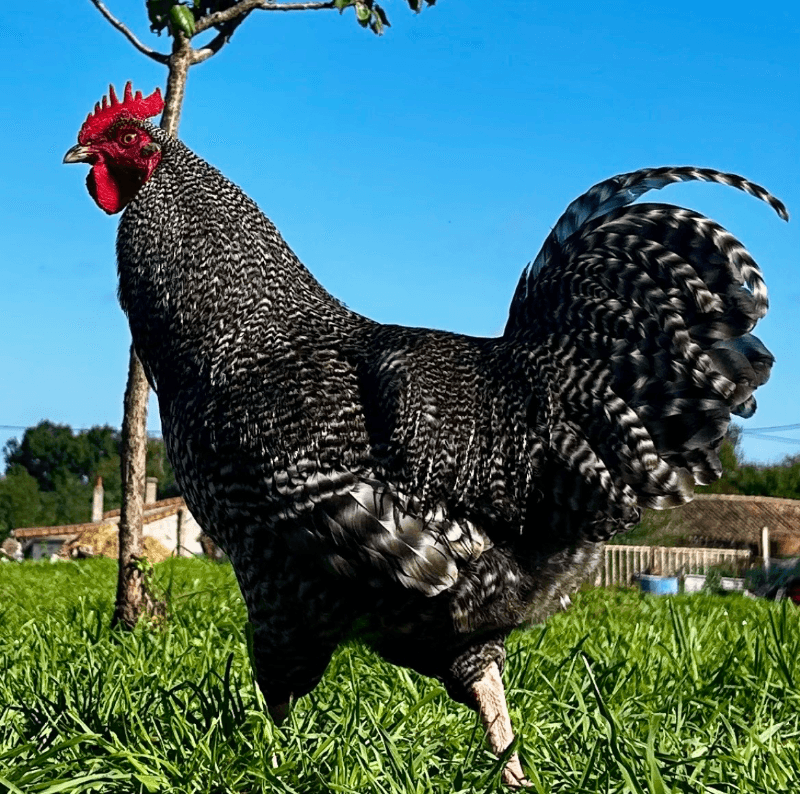 Oeufs fécondés coucou de rennes 